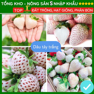 Hạt giống dâu tây trắng năng suất cao F1 loại dễ trồng dễ chăm sóc chống sâu bệnh (gói 50 hat)