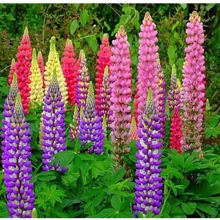 Hạt giống HOA ĐẬU LUPIN, Hỗn hợp Lupin Russell (Lupinus polyphyllus) Bộ đôi