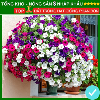 Hạt giống hoa dạ yến thảo siêu bông mix nhiều màu F1 dễ trồng dễ chăm sóc kháng sâu bệnh [1000 hạt]