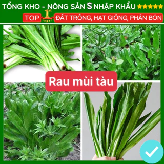 Hạt giống mùi tàu tỉ lệ nảy mầm cao F1 loại dễ trồng năng suất cao chống sâu bệnh