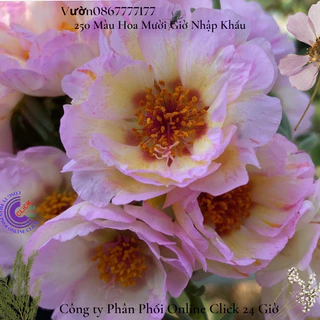 hoa mười giờ mỹ kép hồng phấn tiên 10 giờ mỹ kép ️⏰ KiMi Market