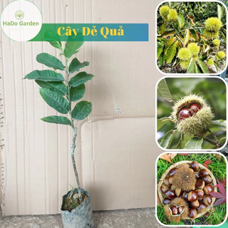 Cây giống hạt dẻ ăn quả (1cay) (vườn của các loại cây)