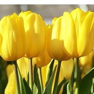 Bộ 5 củ giống hoa tulip hoa màu vàng - VTDC