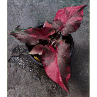 cây giống  caladium  phettiwanon - kiểng lá nhập thái lan