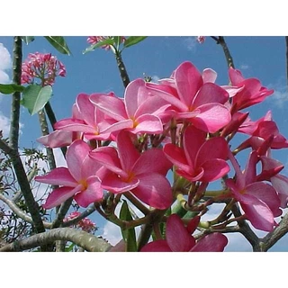 [shop_hat_giong_chat_luong_cao] bầu cây giống hoa đại đỏ (hoa champa, hoa sứ đại, hoa sứ cùi )
