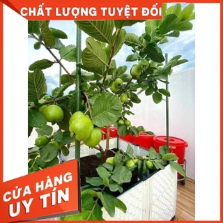 Cây giống ỔI RUBY - ỔI RUỘT ĐỎ LÙN ) Cây Giống Chuẩn F1, Chất Lượng Cao