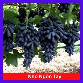 Cây nho ngón tay đen không hạt - cây ăn quả (vườn của các loại cây)