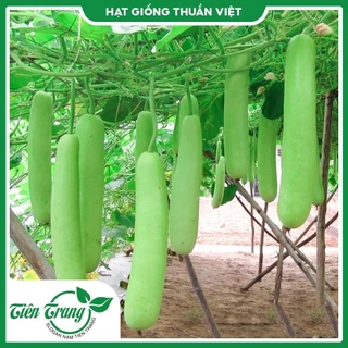 Hạt giống Bầu Trắng TN