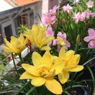 1Kg Củ Huệ Mưa Kép Thái (Tóc Tiên) Mix 7 màu cực đẹp dễ trồng hoa nở từ 20-25 ngày _Mai trang