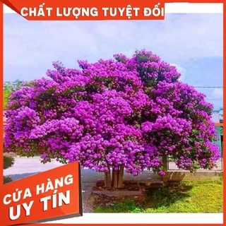 Bằng Lăng Tím Bầu Bát , cây cao trên 1m bầu rễ ổn định