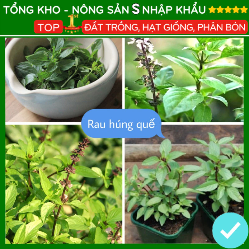 Hạt giống rau húng quế F1 dễ trồng chống sâu bệnh