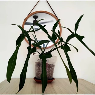 Philodendron Longilobatum ' Lelano Miyano ' --Chuẩn giống