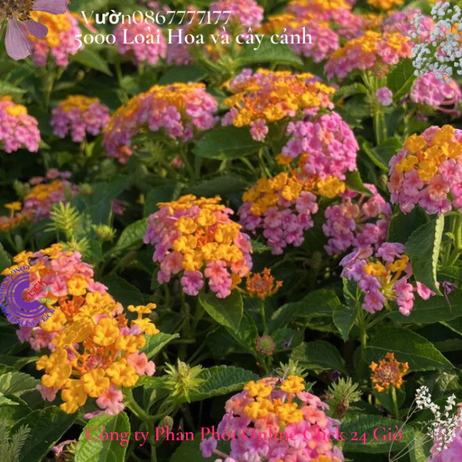 Hoa trâm ổi hồng vàng 2 giống hoa ngũ sắc thái nở quanh năm 😋 Hoa Mười Giờ Bonsai & Phụ Kiện