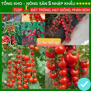 hạt giống cà chua chuỗi ngọc F1 loại siêu dễ Trồng kháng sâu bệnh chịu nhiệt tốt năng xuất cao chuẩn giống 100%