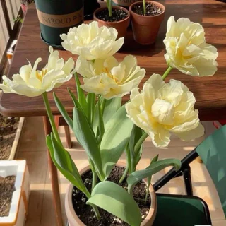 Củ hoa tulip màu vàng mới 20 ngày có hoa _Phạm toại shop
