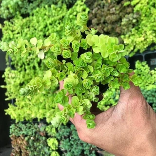 cây sedum vảy cá size bầu - dễ chăm sóc - thuần khí hậu