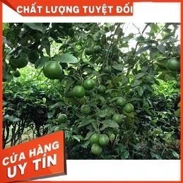 Cây giống CÂY GIỐNG CHANH TỨ QUÝ