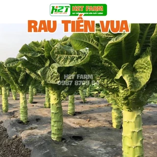 Hạt giống rau tiến vua , dễ trồng, năng suất cao, ngon nọt - h2t farm _TNX