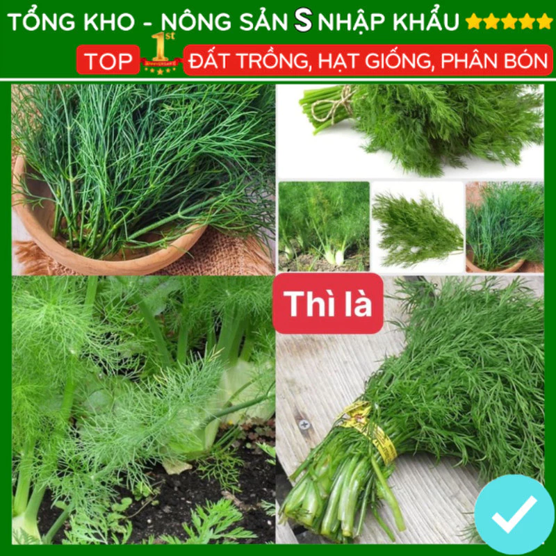 Hạt giống rau thì là F1 dễ trồng năng suất cao kháng bệnh [gói 500 hạt]