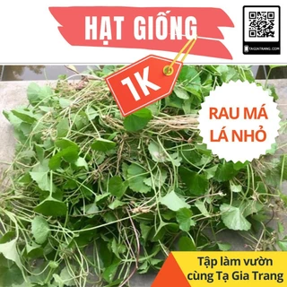 Deal 1K - 20 Hạt giống rau má ta lá nhỏ - vườn rau ngọc viên trang