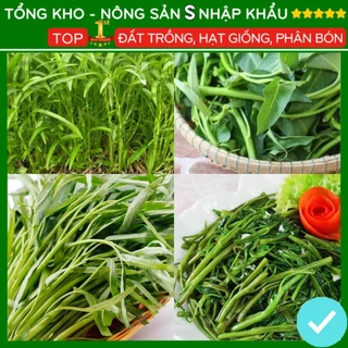 Hạt giống rau muống lá tre dễ trồng năng suất cao tỷ lệ nảy mầm cao nhà cửa và đời sống