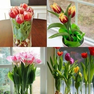 1 Củ hoa Tulip đẹp trồng 20 ngày nở - Shop Hoàng Ánh