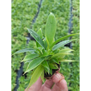 Cây giống Trầu bà cung đàn xanh (Philodendron Jungle Boogie)