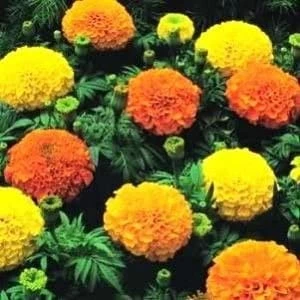 HẠT GIỐNG HOA CÚC VẠN THỌ AFRICAN MARIGOLD CRACKERJACK MIX Tagetes Hạt giống hoa Erecta