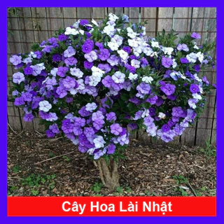 Cây Hoa Lài Nhật, Nhài Nhật (cho hoa sau 50 ngày trồng)