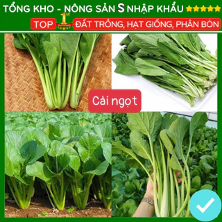 Hạt giống rau cải ngọt F1 dễ trồng dễ chăm sóc rau xanh [Gói 3000 hạt]