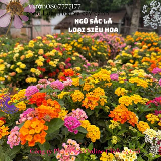 combo 4 chậu hoa ngũ sắc thái nhiều màu siêu dễ trồng ️🐤 Yêu Nhà Yêu Hoa