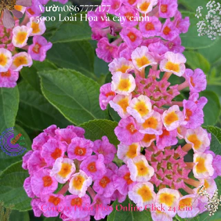Hoa trâm ổi giống hoa ngũ sắc thái hồng sen kem 3 siêu hoa️📐 Hoa Mười Giờ Bonsai & Phụ Kiện