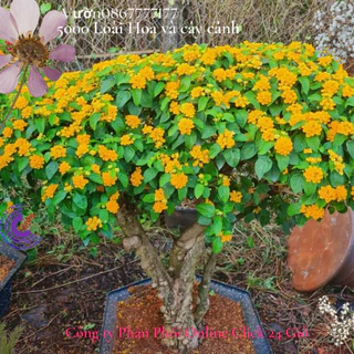 Hoa ngũ sắc vàng 7 giống hoa thái siêu hoa nở rộ quanh năm🌸 Hoa Mười Giờ Bonsai & Phụ Kiện