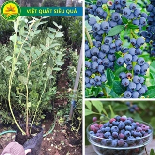 Cây giống việt quất Sẵn Quả (về đúng 100 cây) (Blueberry) lùn tứ quý, ra hoa, ra trái 4 mùa