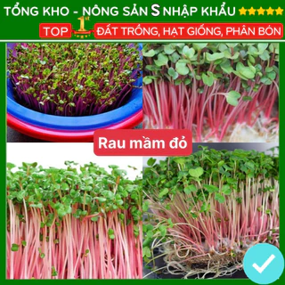 Hạt giống rau mầm củ cải đỏ năng suất cao F1 dễ trồng kháng bệnh tốt [gói 300 hạt]