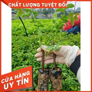 Cây giống tường vi hồng bầu rễ ổn định tươi