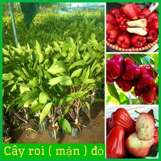 Cây roi đỏ( mận đỏ) Thái Lan không hạt - roi đỏ An Phước cây ghép mắt nhanh cho quả