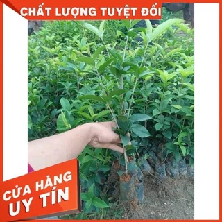 Cây Giống Mộc Hương Ta Hoa Vàng cao 30-40cm bầu rễ ổn định