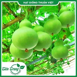 Hạt giống Bầu hồ lô