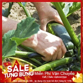 Hạt Giống Bí Ngòi Xanh F1 - 5 hạt