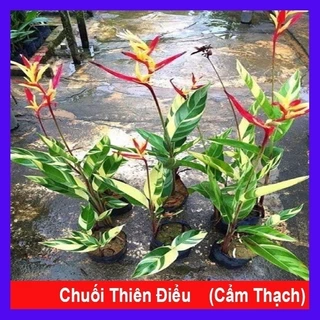 chuối Thiên Điểu Cẩm Thạch (loại siêu bông)  _Chuẩn giống tốt _Hạ Lệ shop