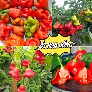 Hạt Giống Ớt Hoa Hồng, Rất Đẹp, Vừa Làm Cảnh Và Ăn Thơm, Cay Nhẹ NIN SEEDS x H2T FARM