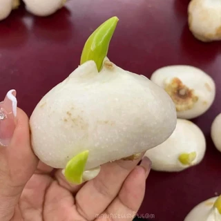 Củ hoa tulip (tuylip) Hà Lan, màu sắc phong phú dễ trồng với đất hoặc nước, ra hoa sau 30-35 ngày _Mật Farm _Chuẩn