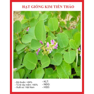 Hạt giống cây kim tiền thảo (50 hạt) - [MUA 3 TẶNG 1 CÙNG LOẠI] - cây dược liệu, thanh mát, giàu dinh dưỡng