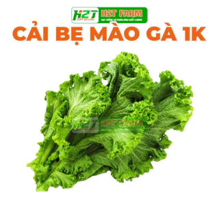 [DEAL 1K] 50 Hạt giống cải bẹ mào gà siêu chịu nhiệ năng suất cao. H2T FARM