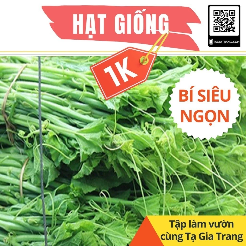 3 Hạt giống bí siêu ngọn (bí siêu đọt) - Tập làm vườn cùng Tạ Gia Trang _GEN FRAM