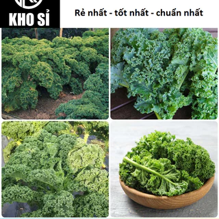 Hạt giống cải Kale xoăn xanh, cải kale xoăn tím dễ trồng năng suất cao (5gr)