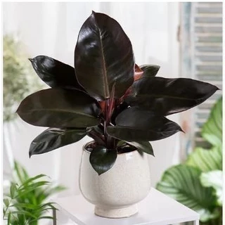 Philodendron Black Cardinal ( Đế vương đen ) - Kiểng lá --Chuẩn giống