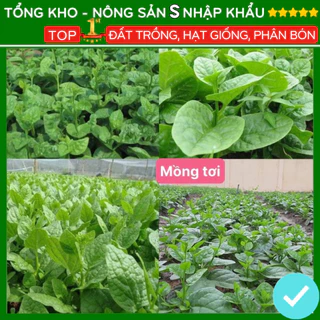 Hạt giống rau mồng tơi F1 dễ trồng kháng sâu bệnh