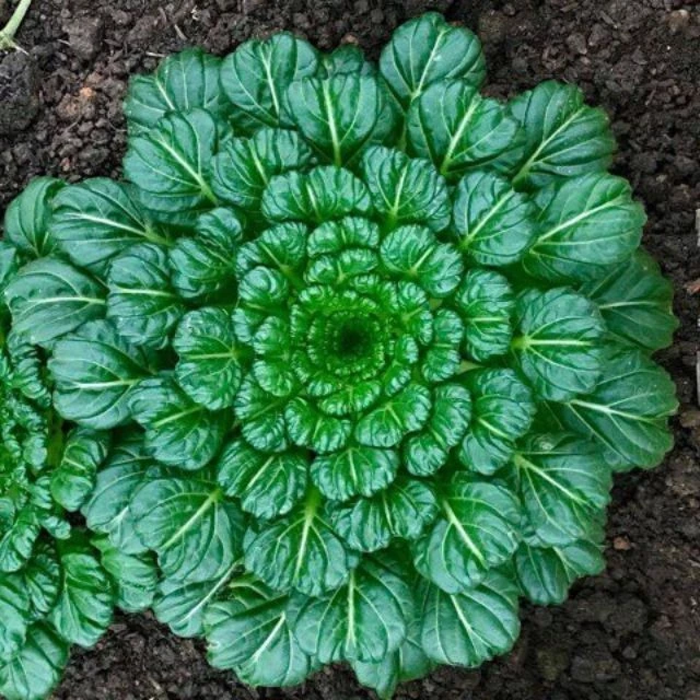 Gói 20 Hạt Giống Cải Hoa Hồng Tatsoi - Đỏ (Brassica juncea)